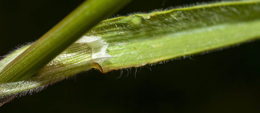 Bromus ?  S, Bromus hordeaceus